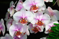Moth Orchids I