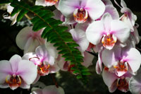 Moth Orchids II