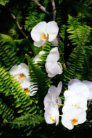 Orchids & Ferns I