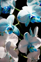 Blue Moth Orchids I