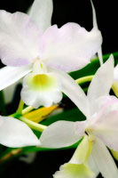 White Lady II
