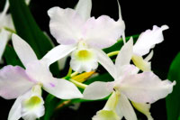 White Lady III
