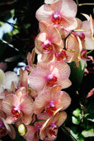 Moth Orchids V