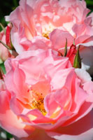 Wild Roses I
