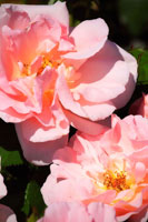 Wild Roses II