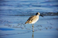 Sandpiper in the Surf II