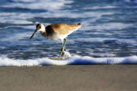 Sandpiper in the Surf III