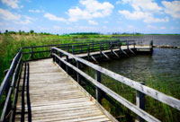 Wetland Walkway IV