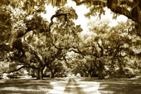 Druid Oaks II