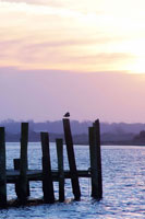 Seagulls at Sunset