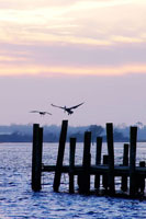 Pelican and Friend