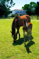 Mare & Foal II