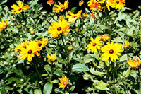 Yellow Daisies I