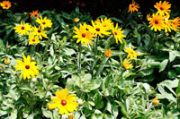 Yellow Daisies II