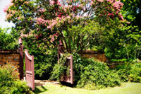 Crepe Myrtle I