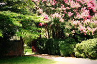 Crepe Myrtle II