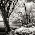 Spring on the River Square II