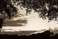 Sunset through Trees Sepia II