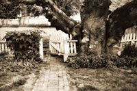 Grandfather Tree Sepia I