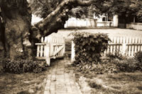 Grandfather Tree Sepia II