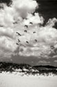 Pelicans over Dunes V bw