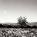 Big Meadow Square III
