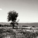 Big Meadow Square IV