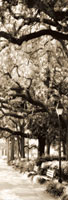 Savannah in Sepia I