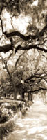 Savannah in Sepia II
