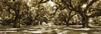 Druid Oaks Panel I