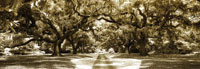 Druid Oaks Panel II
