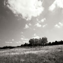 Tree Line Sq. I