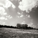 Tree Line Sq. II
