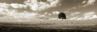 Cloudy Skies Panel I
