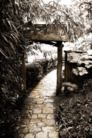 Bamboo Garden I
