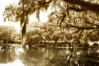Mossy Lake II