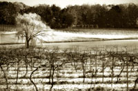 Vineyard II