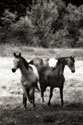 The Horses Three I 