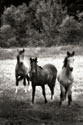 The Horses Three II 