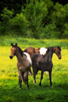 The Horses Three I