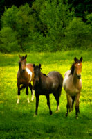 The Horses Three II