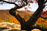 Wildcat Ridge II