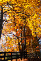 Boughs of Gold I