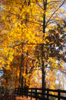 Boughs of Gold II