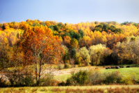 Sperryville Fields I