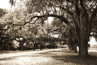 Charleston Oaks 9 Sepia