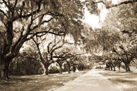 Charleston Oaks 10 Sepia