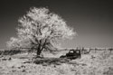 Truck & Tree