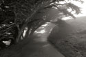 Point Reyes I