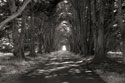 Point Reyes II